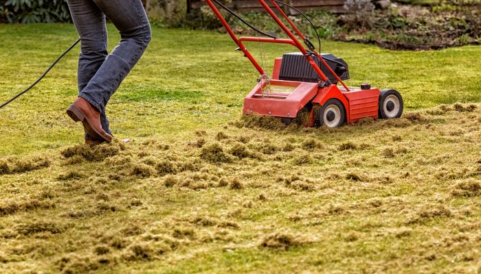Dethatching the Lawn with an Electric Dethatcher