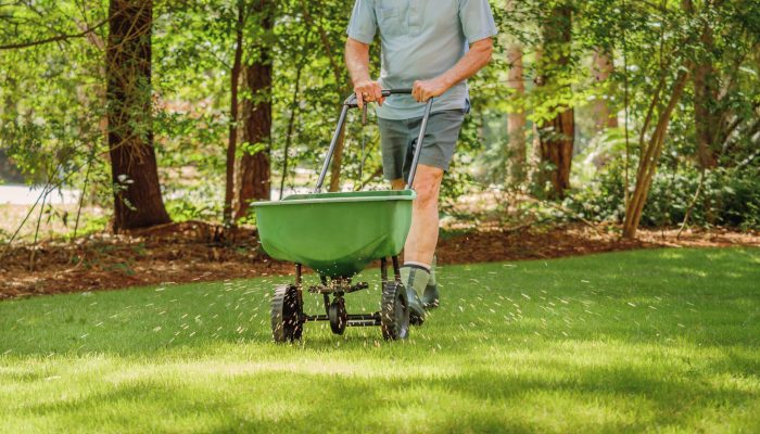 Man fertilizing and seeding residential backyard lawn with manua